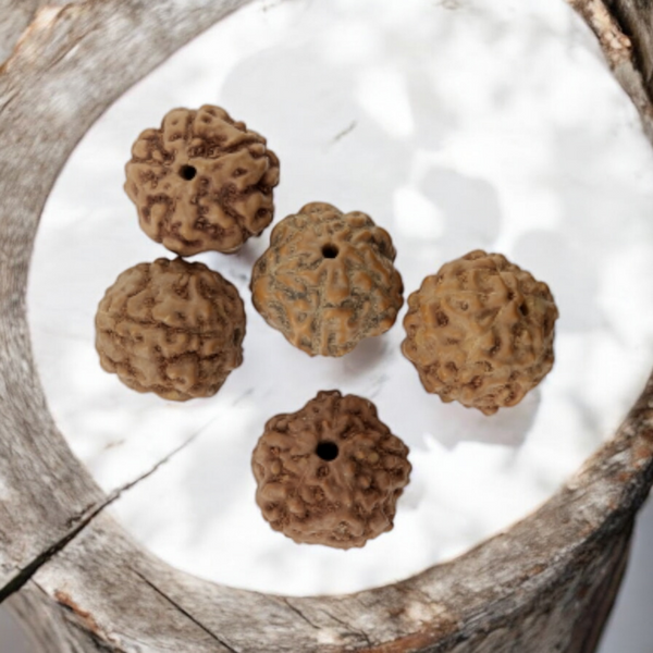 Graines de Rudraksha naturelles - 150 perles